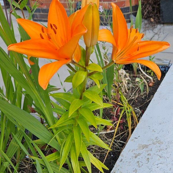 Lilium bulbiferum Habitus