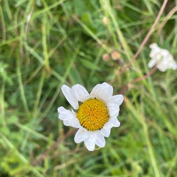 Anthemis arvensis പുഷ്പം