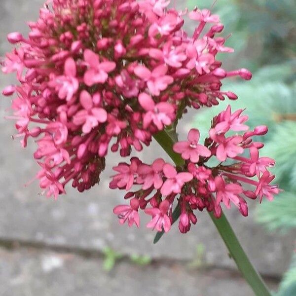 Valeriana rubra Flower