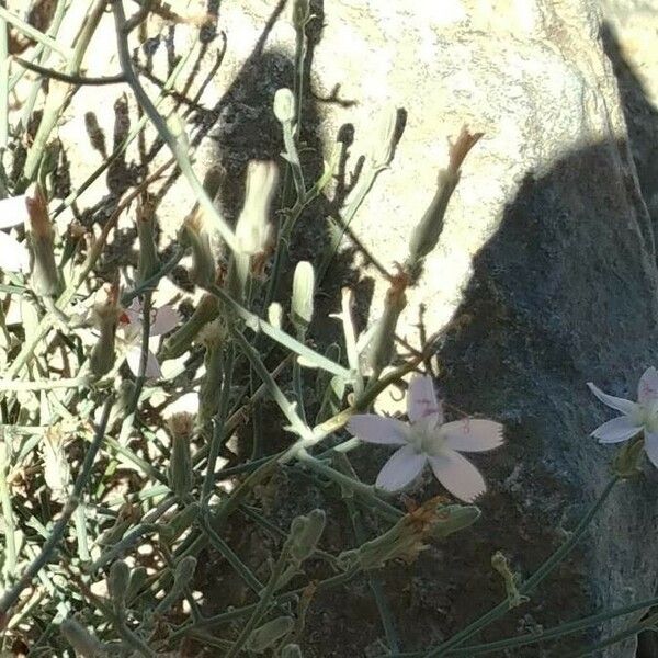 Stephanomeria exigua Lorea