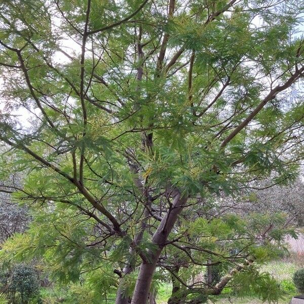 Acacia decurrens Tervik taim