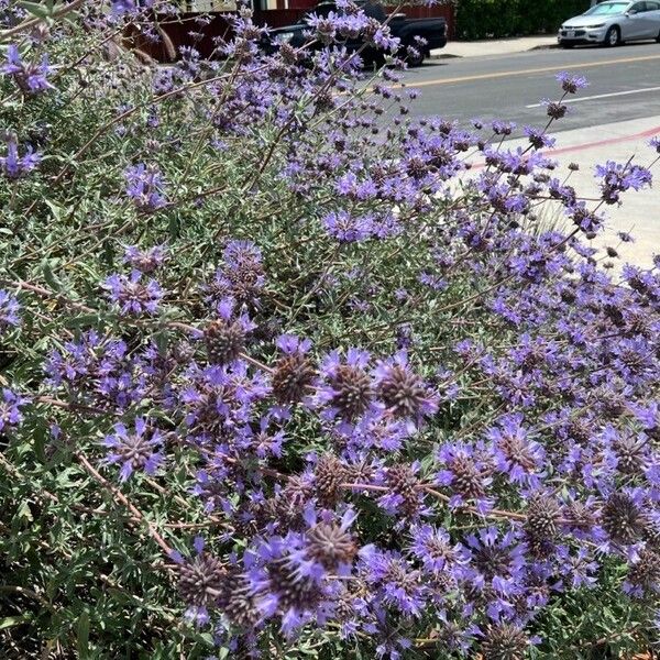 Salvia clevelandii Flower