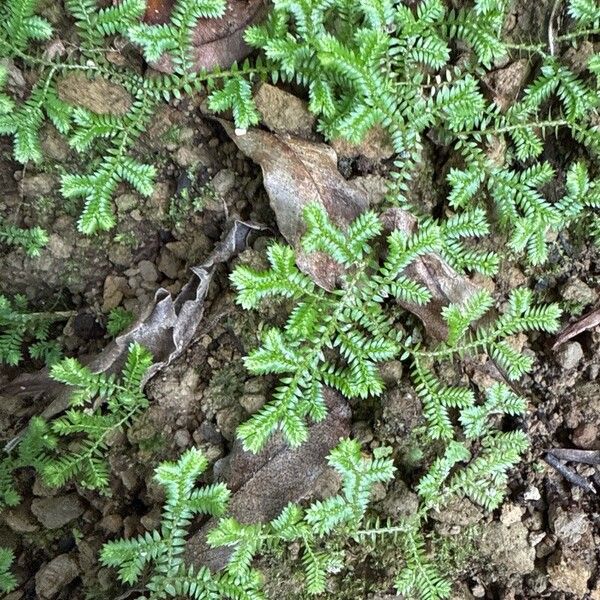 Selaginella kraussiana Leaf