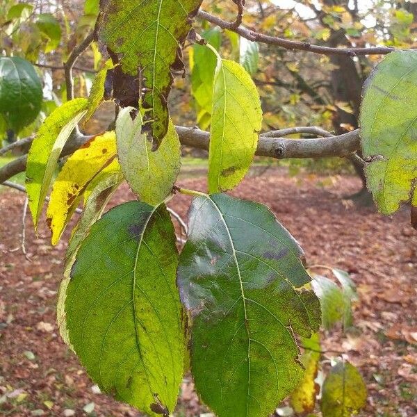 Eucommia ulmoides Blad