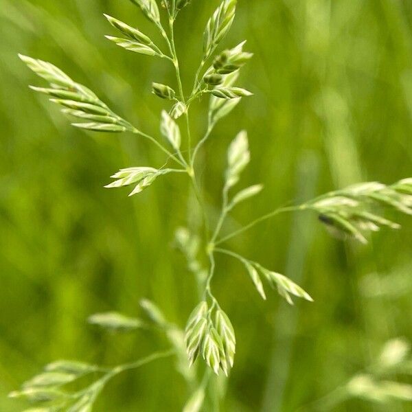 Poa pratensis Фрукт