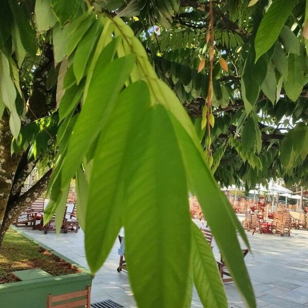 Amherstia nobilis Φύλλο