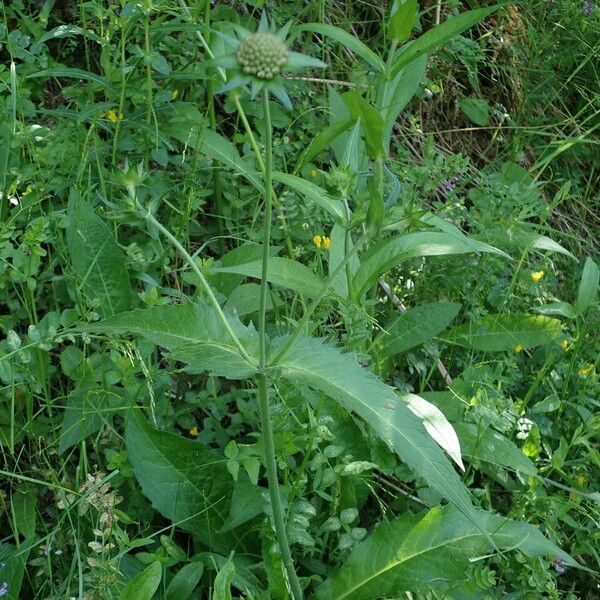 Knautia dipsacifolia Leaf