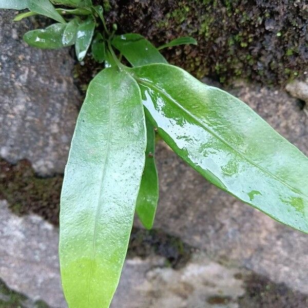 Microsorum punctatum Лист