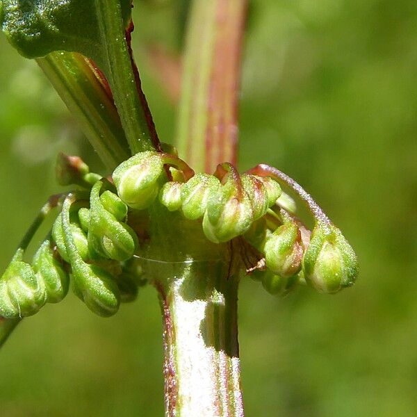 Rumex intermedius Virág