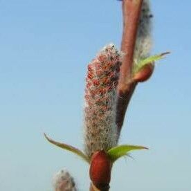 Salix pyrifolia Bloem