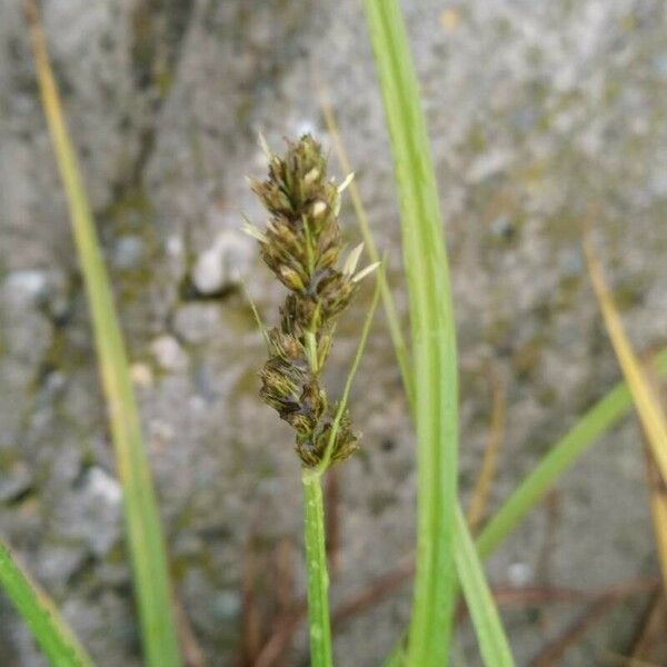 Carex otrubae Flower