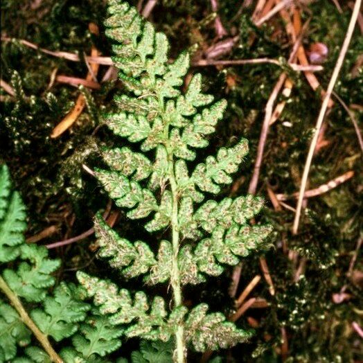 Woodsia ilvensis Liść