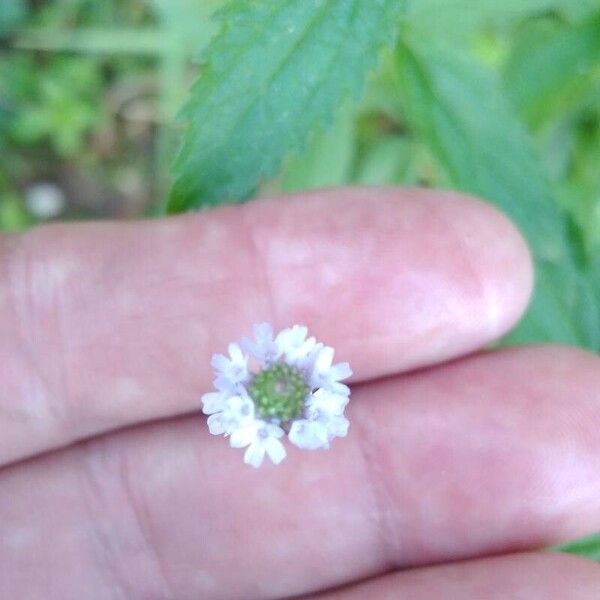 Verbena litoralis 花