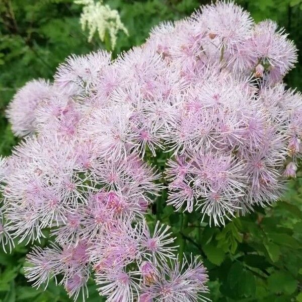 Thalictrum aquilegiifolium Кветка