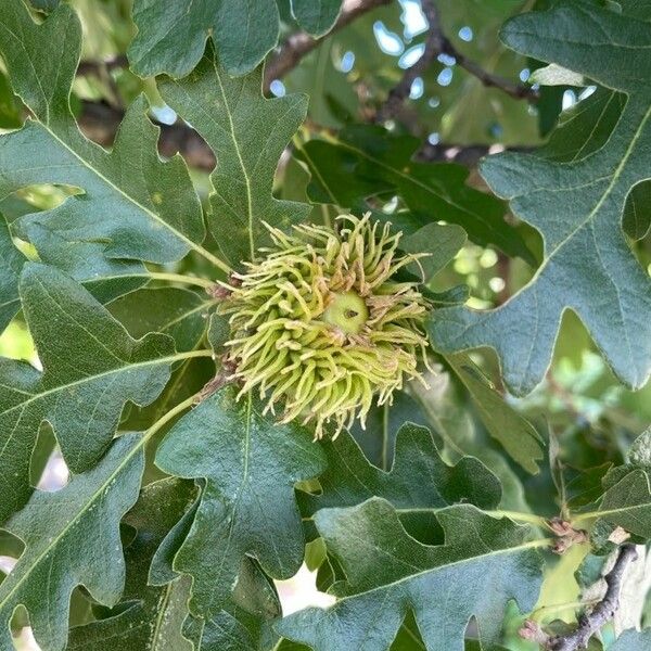 Quercus cerris Lorea