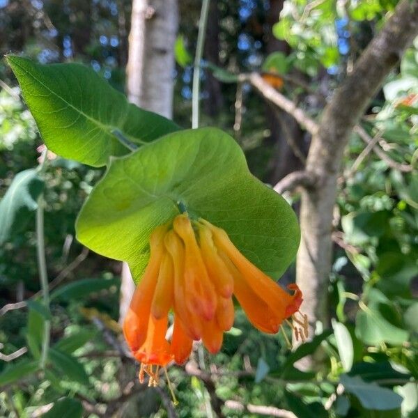 Lonicera ciliosa Blodyn