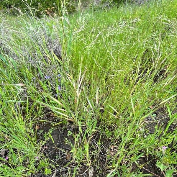 Festuca bromoides Hostoa