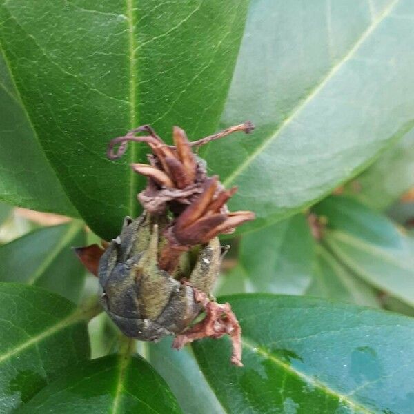 Rhododendron maximum Fruit