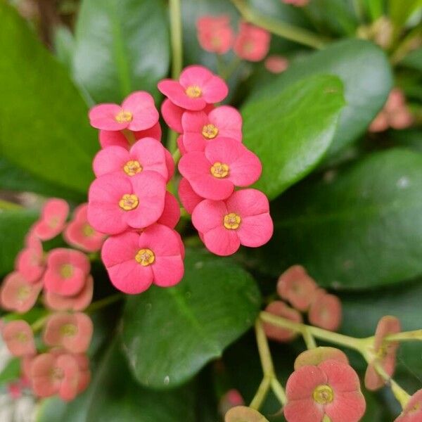 Euphorbia milii Flors