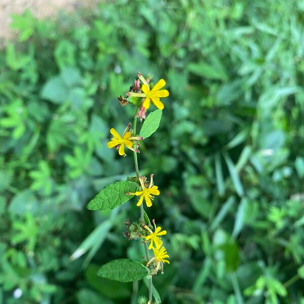 Triumfetta rhomboidea Blüte