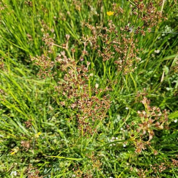 Juncus acutiflorus Lorea