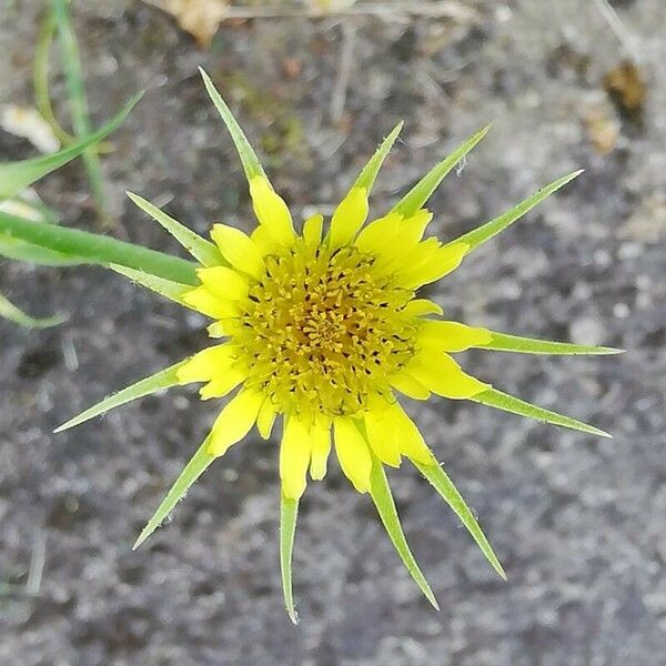 Tragopogon dubius 花