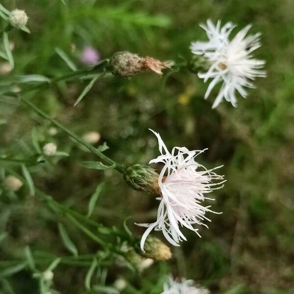 Centaurea stoebe Flower