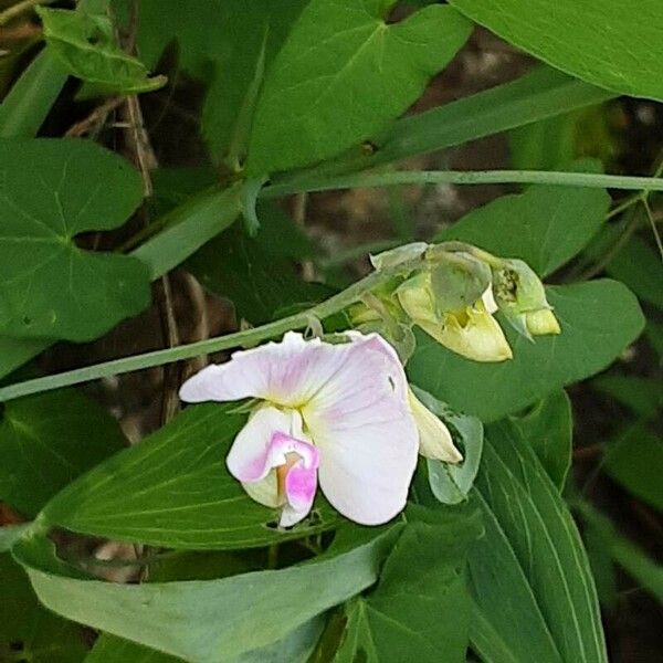 Lathyrus odoratus Blomma