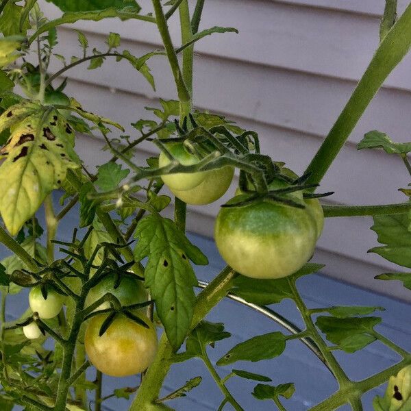 Solanum lycopersicum Plod