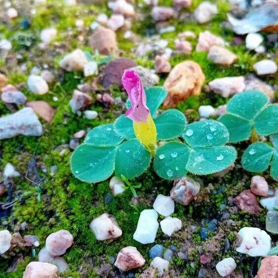 Oxalis purpurea Flower