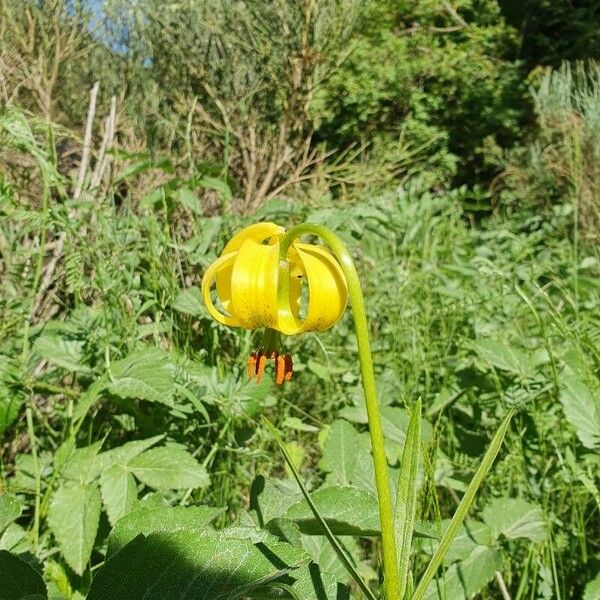 Lilium pyrenaicum Bloem