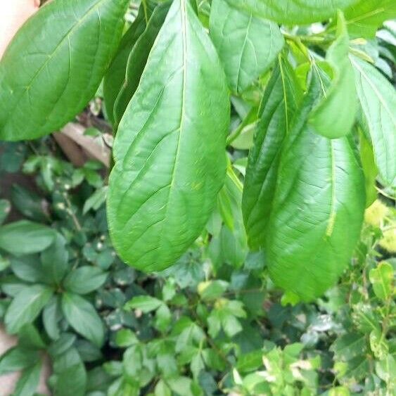 Cordia collococca ഇല