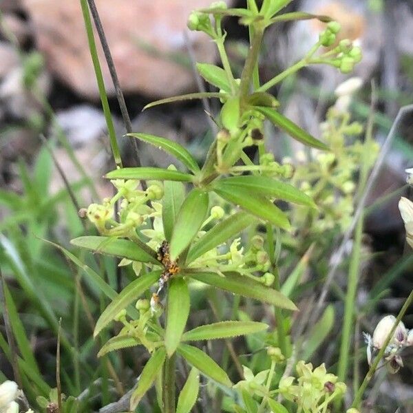 Rubia peregrina برگ