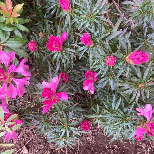 Rhododendron ferrugineum Blomst