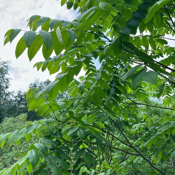 Imagem de referência para identificação da planta undefined