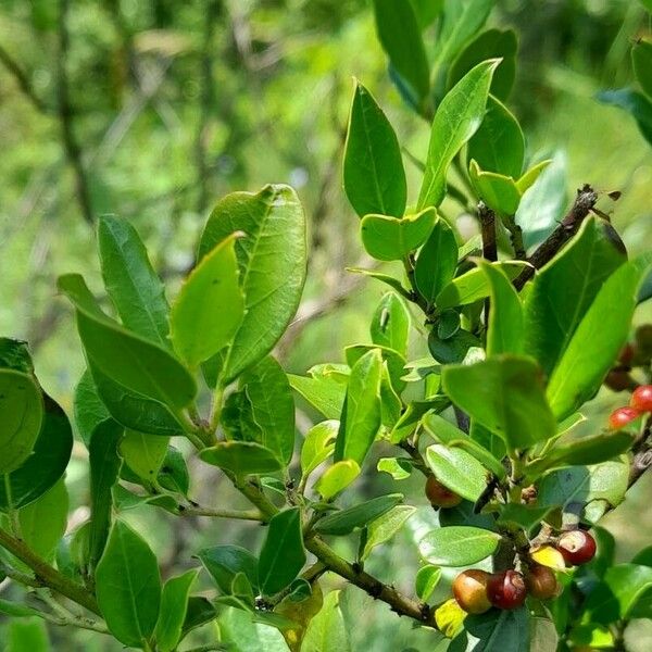 Rhamnus alaternus Leaf