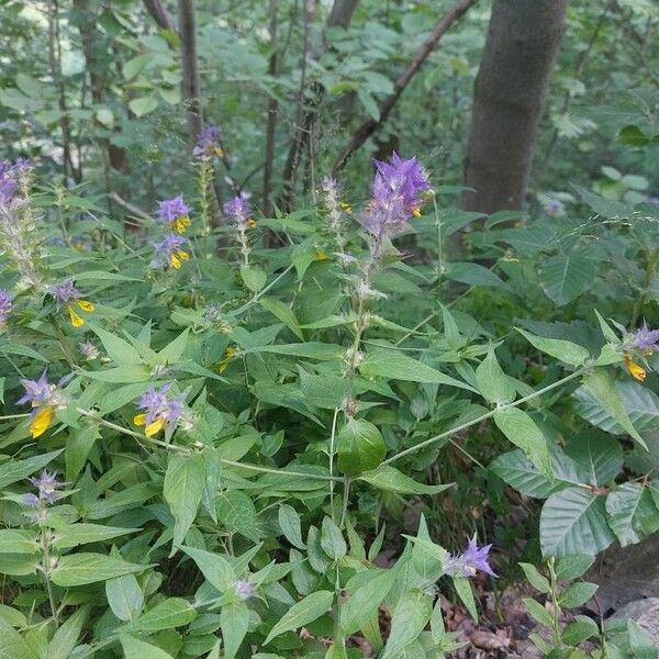 Melampyrum nemorosum Кветка