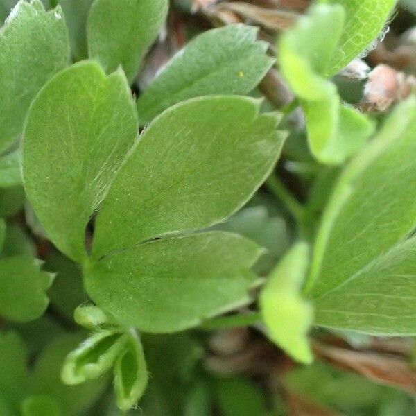 Potentilla nitida Φύλλο