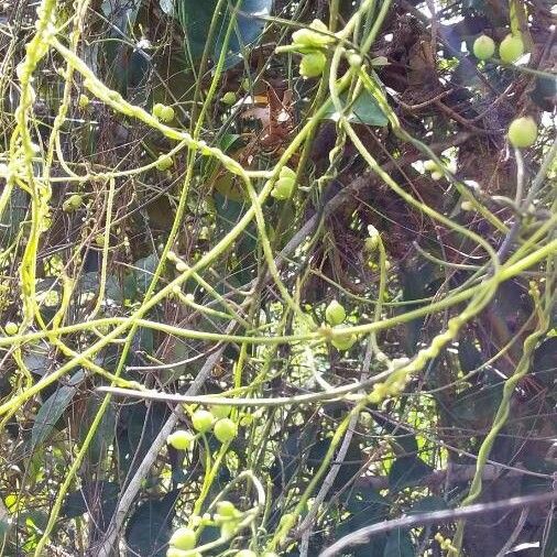 Cassytha filiformis Flower