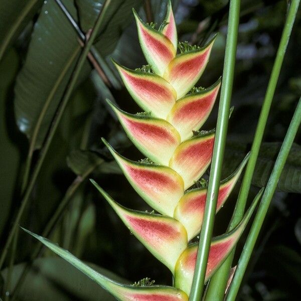 Heliconia wagneriana Flors