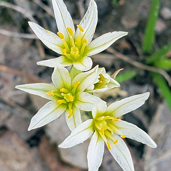 Nothoscordum bivalve Blomst