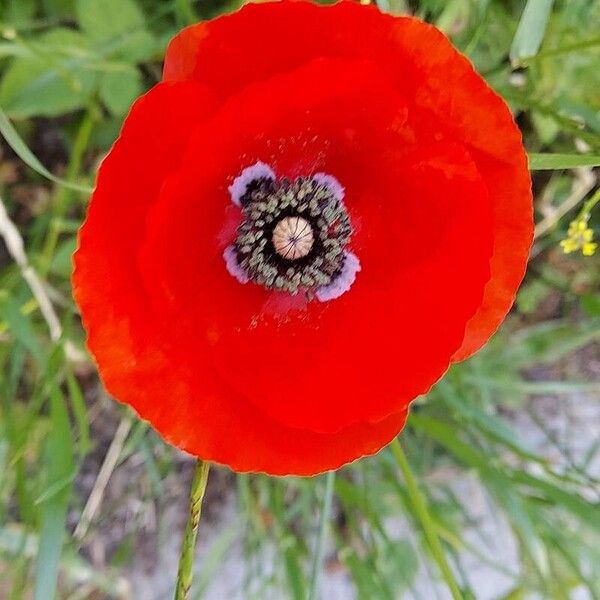 Papaver setiferum Fiore