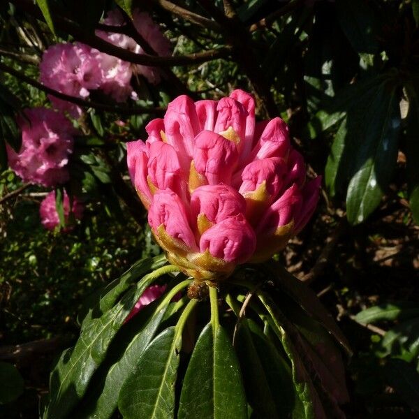 Rhododendron arboreum 花