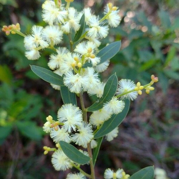 Acacia myrtifolia Blomst