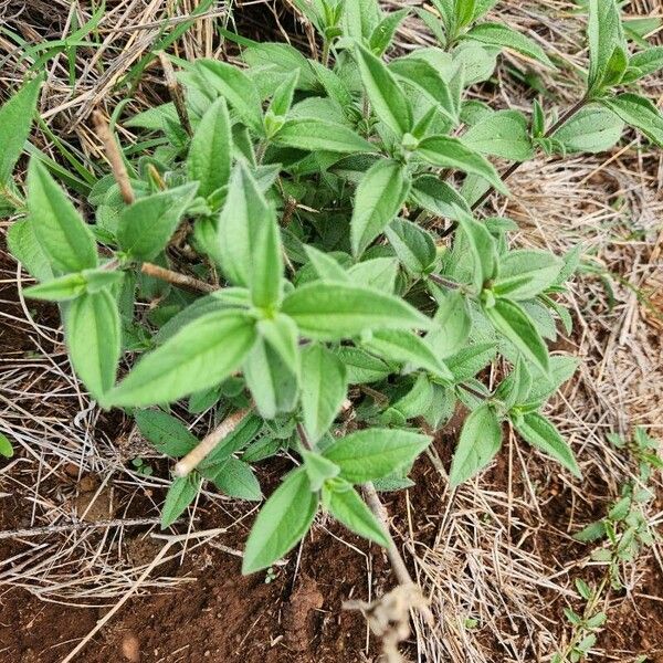 Aspilia mossambicensis Folha