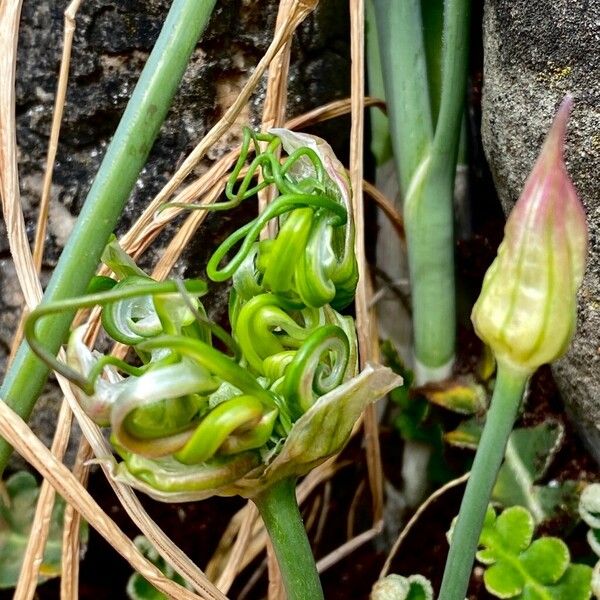 Allium vineale Flower