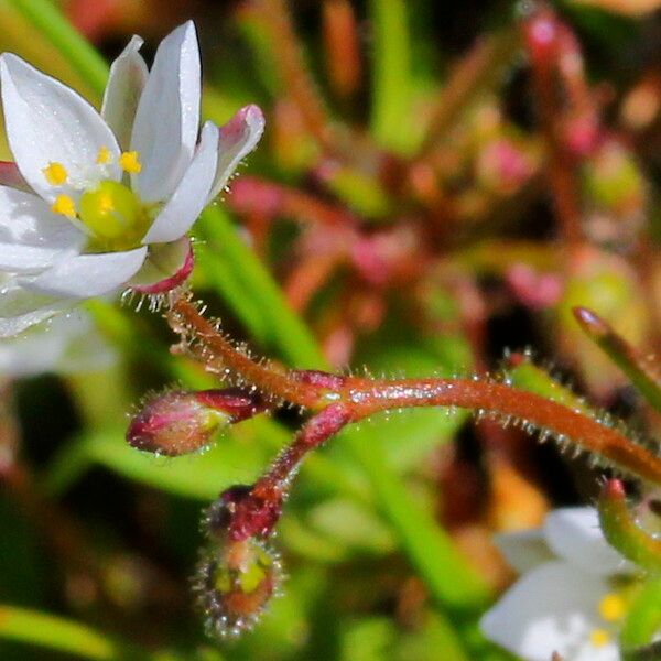 Spergula pentandra Flower