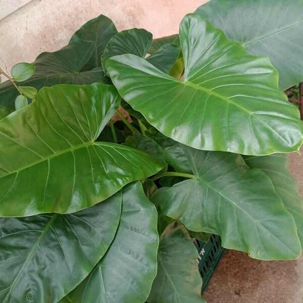 Alocasia macrorrhizos পাতা