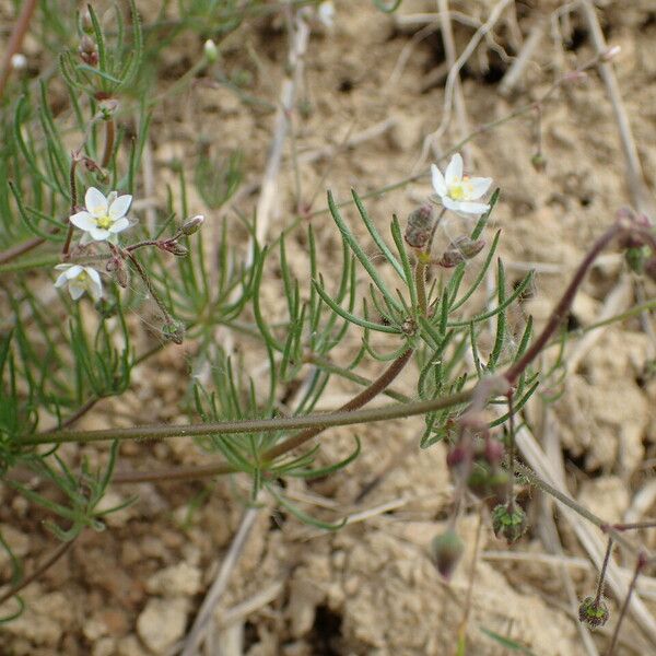 Spergula arvensis Máis