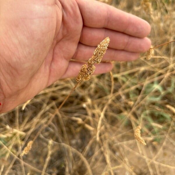 Phalaris aquatica Ліст